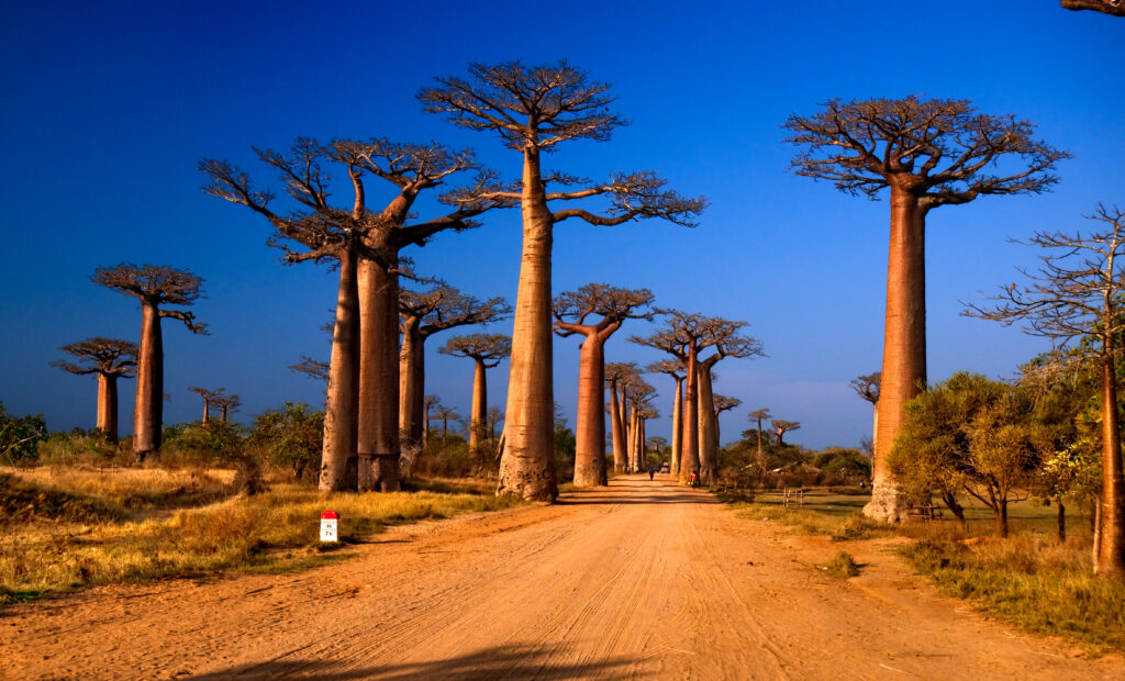 baoaby na Madagaskarze