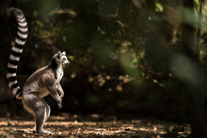 Lemur (Lemur catta)